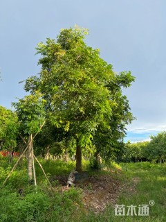 12公分桃花心木