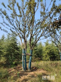 40公分丛生朴树