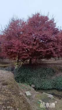 25公分中国红枫