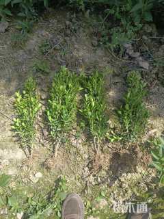 高度35厘米豆瓣黄杨