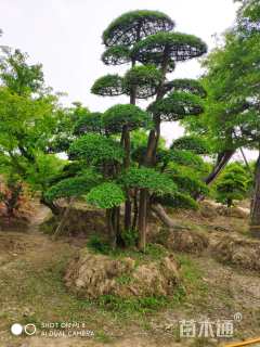 30公分造型榔榆