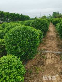 冠幅150厘米小叶女贞球