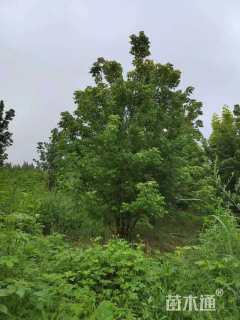 7公分金叶复叶槭