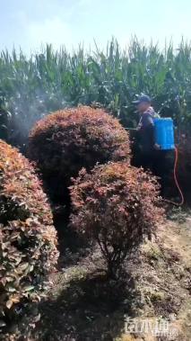 高度150厘米密枝红叶李