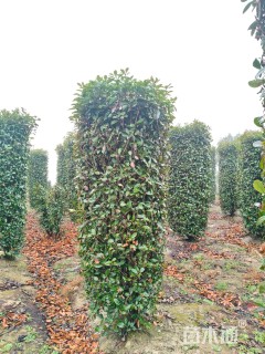 高度250厘米红叶石楠柱