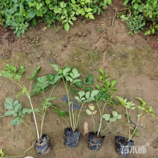 高度30厘米落新妇
