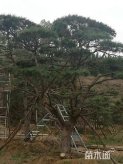 高度550厘米油松