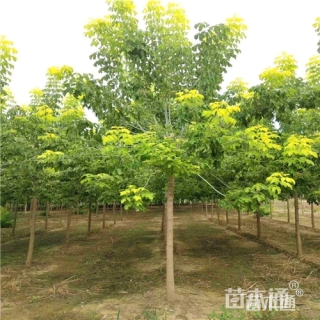 18公分金叶复叶槭