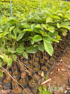 30公分黄花风铃木