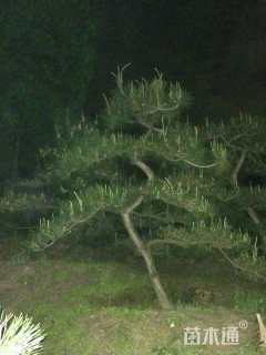高度250厘米造型黑松