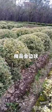 冠幅120厘米金边黄杨球
