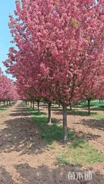 20公分绚丽海棠