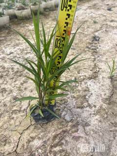 高度20厘米粉花翠芦莉