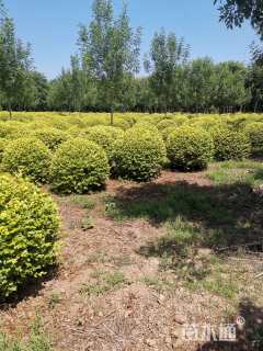 冠幅150厘米金叶女贞球