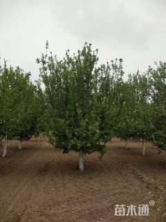 12公分八棱海棠