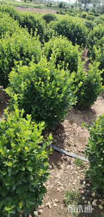 冠幅50厘米大叶黄杨球