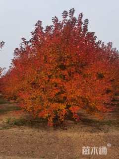 5公分美国红枫