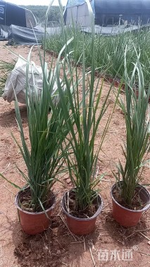 高度30厘米拂子茅