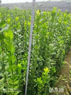 高度130厘米北海道黄杨