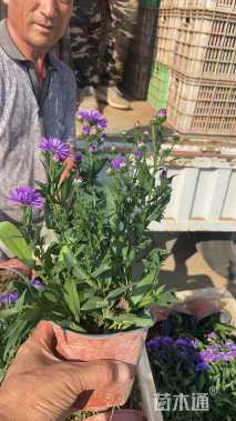 高度20厘米翠菊