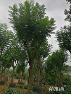 20公分蓝花楹