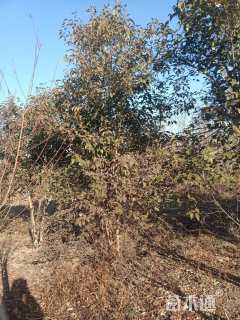 高度300厘米丛生大叶女贞