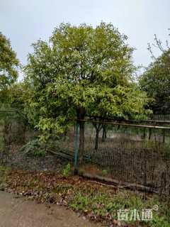 14公分桂花