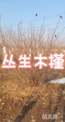 高度300厘米丛生木槿