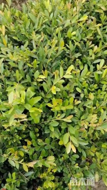 高度30厘米小叶蚊母