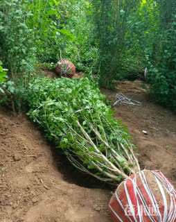 高度300厘米丛生木槿