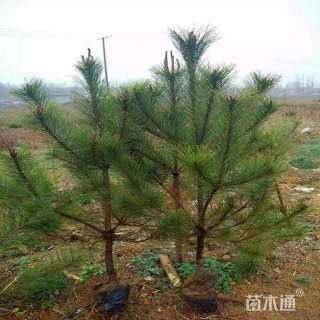 高度30厘米黑松