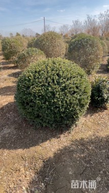 冠幅150厘米龟甲冬青球