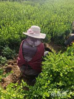 高度40厘米大叶黄杨