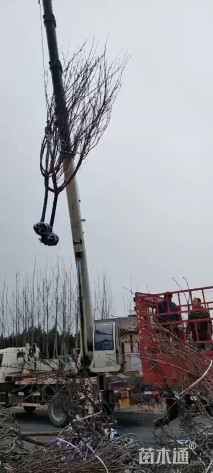 7公分樱花