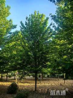 18公分美国红枫