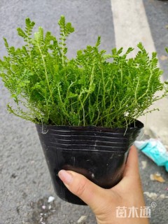 高度15厘米翠云草