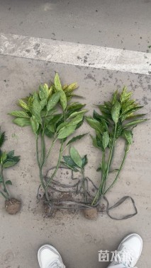 高度40厘米桃叶珊瑚