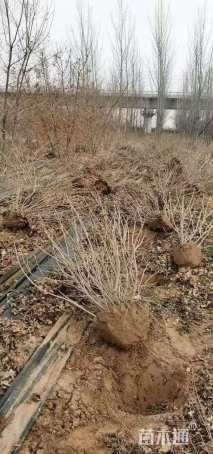 高度250厘米丛生紫丁香