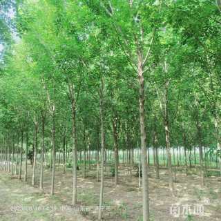 8公分白蜡