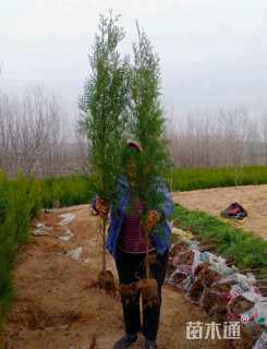 高度150厘米侧柏