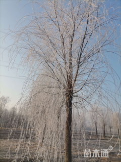 15公分金丝垂柳