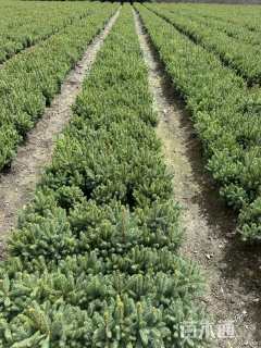 高度35厘米云杉小苗