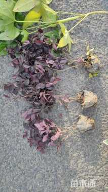 高度40厘米红花继木小苗