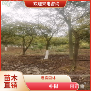 15公分朴树