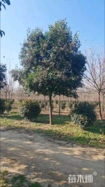 10公分大叶女贞