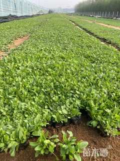 高度15厘米兰花鼠尾草