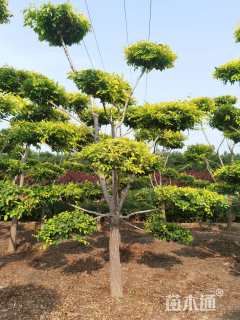 8公分造型金叶榆