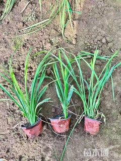 高度15厘米吉祥草