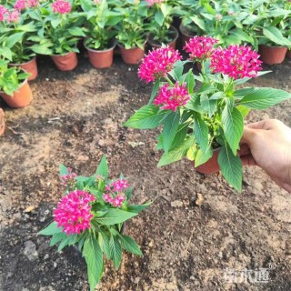 高度15厘米五星花