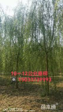 10公分垂柳